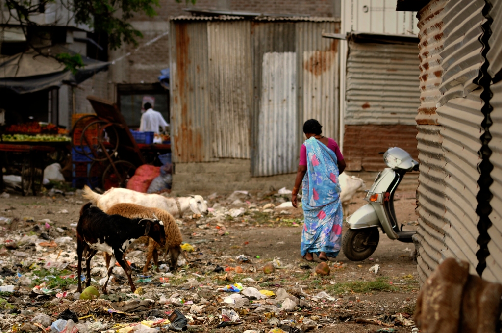 Photo of an Indian woman and goats in Aurangabad, India.